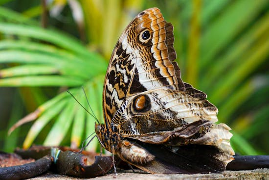 Le Carbet Amazonien (Ferme aux Papillons) Ouvert tous les jours de 11 h à 16 h 30 en Septembre/Octobre/Novembre 2020